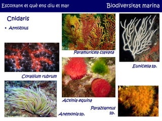 Escoltant el què ens diu el mar                   Biodiversitat marina

  Cnidaris
 • Antozous




                                  Paramuricea clavata


                                                           Eunicella sp.

         Corallium rubrum




                             Actinia equina
                                           Parazoantus
                            Anemonia sp.           sp.
 