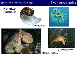 Escoltant el què ens diu el mar                    Biodiversitat marina

  Mol·luscs
 • Cefalòpodes




                                  Nautillus sp.




                                                             Sepia officinalis
                                          Octopus vulgaris
 