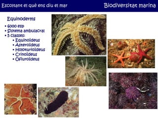 Escoltant el què ens diu el mar   Biodiversitat marina

  Equinoderms
 • 6000 esp
 • Sistema ambulacral
 • 5 classes:
    ...