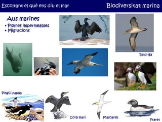 Escoltant el què ens diu el mar                 Biodiversitat marina

   Aus marines
 • Plomes impermeables
 • Migracions




                                                            Baldriga




Pingüí papúa




                                  Corb marí   Mascarell
                                                                  Fraret
 