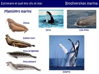 Escoltant el què ens diu el mar            Biodiversitat marina

  Mamífers marins


                Morsa


             ...