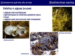 Escoltant el què ens diu el mar              Biodiversitat marina

  Feòfits o algues brunes
  • Algues macroscòpiques
  •...