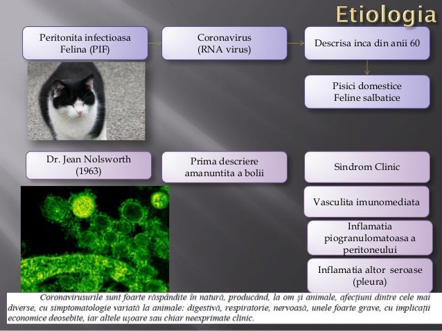 Coronaviroza-Peritonita infectioasa felina Curs an5