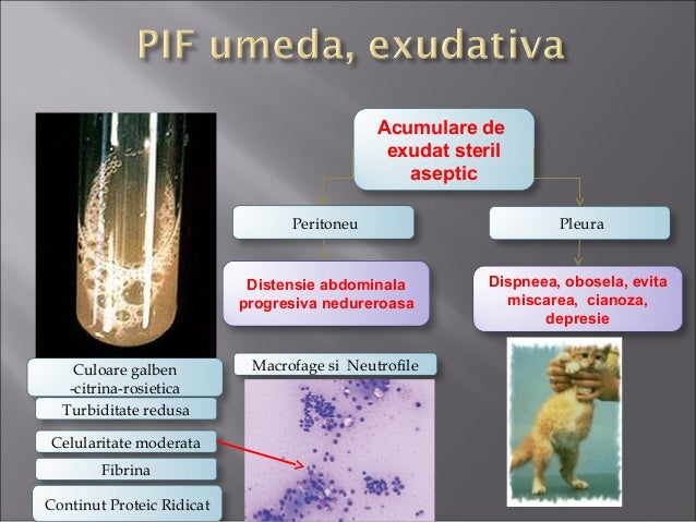 Curs an5 pisici Peritonita Infectioasa Felina-FCoV-FPV