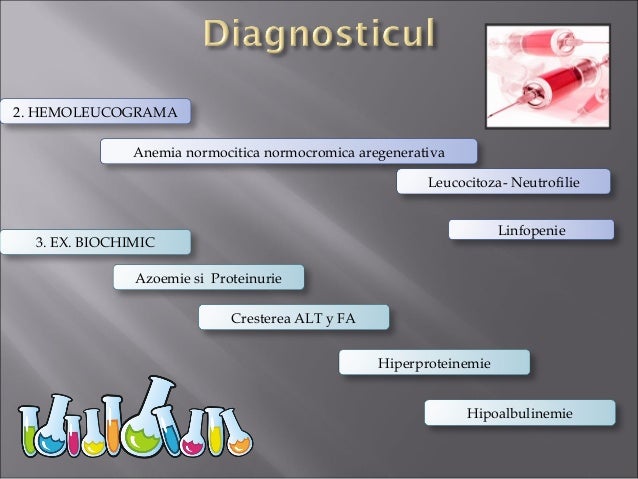Curs an5 pisici Peritonita Infectioasa Felina-FCoV-FPV