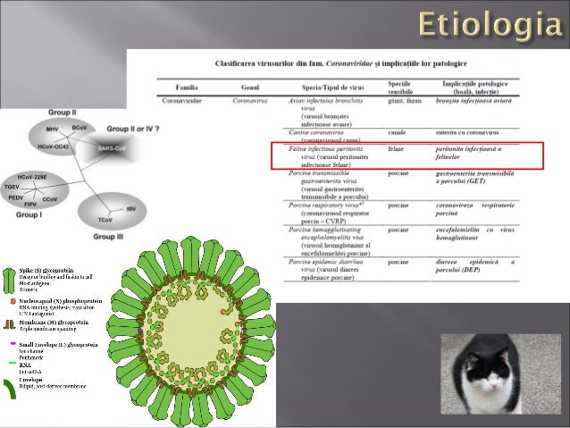 Curs an5 pisici Peritonita Infectioasa Felina-FCoV-FPV