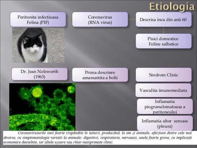 Curs an5 pisici Peritonita Infectioasa Felina-FCoV-FPV