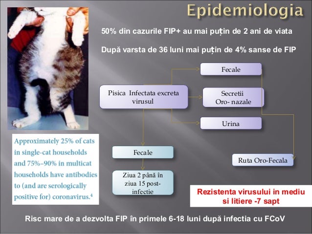 Curs an5 pisici Peritonita Infectioasa Felina-FCoV-FPV