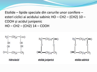 Etolide – lipide speciale din cerurile unor conifere –
esteri ciclici ai acidului sabinic HO – CH2 – (CH2) 10 –
COOH și acidul junipenic
HO – CH2 – (CH2) 14 – COOH
 