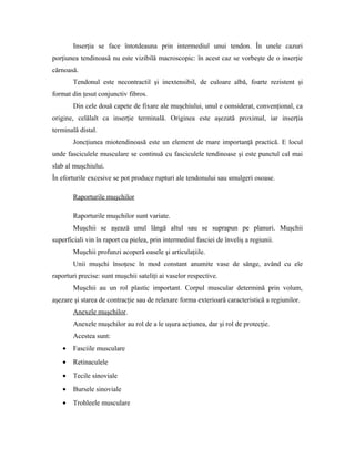 Inserţia se face întotdeauna prin intermediul unui tendon. În unele cazuri
porţiunea tendinoasă nu este vizibilă macroscopic: în acest caz se vorbeşte de o inserţie
cărnoasă.
Tendonul este necontractil şi inextensibil, de culoare albă, foarte rezistent şi
format din ţesut conjunctiv fibros.
Din cele două capete de fixare ale muşchiului, unul e considerat, convenţional, ca
origine, celălalt ca inserţie terminală. Originea este aşezată proximal, iar inserţia
terminală distal.
Joncţiunea miotendinoasă este un element de mare importanţă practică. E locul
unde fasciculele musculare se continuă cu fasciculele tendinoase şi este punctul cal mai
slab al muşchiului.
În eforturile excesive se pot produce rupturi ale tendonului sau smulgeri osoase.
Raporturile muşchilor
Raporturile muşchilor sunt variate.
Muşchii se aşează unul lângă altul sau se suprapun pe planuri. Muşchii
superficiali vin în raport cu pielea, prin intermediul fasciei de înveliş a regiunii.
Muşchii profunzi acoperă oasele şi articulaţiile.
Unii muşchi însoţesc în mod constant anumite vase de sânge, având cu ele
raporturi precise: sunt muşchii sateliţi ai vaselor respective.
Muşchii au un rol plastic important. Corpul muscular determină prin volum,
aşezare şi starea de contracţie sau de relaxare forma exterioară caracteristică a regiunilor.
Anexele muşchilor.
Anexele muşchilor au rol de a le uşura acţiunea, dar şi rol de protecţie.
Acestea sunt:
• Fasciile musculare
• Retinaculele
• Tecile sinoviale
• Bursele sinoviale
• Trohleele musculare
 