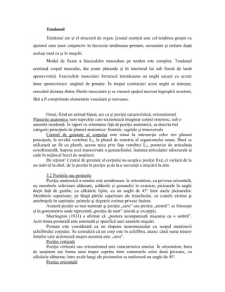 Tendonul
Tendonul are şi el structură de organ. [esutul esenţial este cel tendinos grupat cu
ajutorul unui ţesut conjunctiv în fascicule tendinoase primare, secundare şi terţiare după
acelaşi mod ca şi în muşchi.
Modul de fixare a fasciculelor musculare pe tendon este complex. Tendonul
continuă corpul muscular, dar poate pătrunde şi în interiorul lui sub formă de lamă
aponevrotică. Fasciculele musculare formează întotdeauna un unghi ascuţit cu aceste
lame aponevrotice: unghiul de penaţie. În timpul contracţiei acest unghi se măreşte,
crescând distanţa dintre fibrele musculare şi se creează spaţiul necesar îngroşării acestora,
fără a fi comprimate elementele vasculare şi nervoase.
Omul, fiind un animal biped, are ca şi poziţie caracteristică, ortostatismul.
Planurile anatomice sunt suprafeţe care secţionează imaginar corpul omenesc, sub o
anumită incidenţă. În raport cu orientarea faţă de poziţia anatomică, se descriu trei
categorii principale de planuri anatomice: frontale, sagitale şi transversale
Centrul de greutate al corpului este situat la intersecţia celor trei planuri
principale, la nivelul vertebrei L2, în planul de simetrie al organismului uman. Dacă se
utilizează un fir cu plumb, acesta trece prin faţa vertebrei L2, posterior de articulaţia
coxofemurală, înapoia axei transversale a genunchiului, înaintea articulaţiei talocrurale şi
cade în mijlocul bazei de susţinere.
De reţinut! Centrul de greutate al corpului nu ocupă o poziţie fixă, ci variază de la
un individ la altul, de la poziţie la poziţie şi de la o secvenţă a mişcării la alta.
3.2 Poziţiile sau posturile
Poziţia anatomică a omului este următoarea: în ortostatism, cu privirea orizontală,
cu membrele inferioare alăturate, şoldurile şi genunchii în extensie, picioarele în unghi
drept faţă de gambe, cu călcâiele lipite, cu un unghi de 45o
între axele picioarelor.
Membrele superioare, pe lângă părţile superioare ale trunchiului, cu coatele extinse şi
antebraţele în supinaţie; palmele şi degetele extinse privesc înainte.
Această poziţie se mai numeşte şi poziţia „zero” sau poziţia „neutră”; se foloseşte
şi în goniometrie unde reprezintă „poziţia de start” (există şi excepţii).
Sherrington (1931) a afirmat că „postura acompaniază mişcarea ca o umbră”.
Activitatea posturală este automată şi specifică unei anumite mişcări.
Postura este considerată ca un răspuns neuromuscular cu scopul menţinerii
echilibrului corpului. Se consideră că un corp este în echilibru, atunci când suma tuturor
forţelor care acţionează asupra acestuia este „zero”.
Poziţia verticală
Poziţia verticală sau ortostatismul este caracteristica omului. În ortostatism, baza
de susţinere are forma unui trapez cuprins între contururile celor două picioare, cu
călcâiele alăturate; între axele lungi ale picioarelor se realizează un unghi de 45o
.
Poziţia orizontală
 
