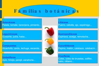 Solanáceas Patata, tomate, berenjena, pimiento... Familias botánicas Leguminosas Guisante, judía, haba... Compuestas Alcachofa, cardo, lechuga, escarola... Umbelíferas Apio, hinojo, perejil, zanahoria... Liliáceas Puerro, cebolla, ajo, espárrago... Quenopodiàceas Espinaca, acelga, remolacha... Cucurbitáceas Pepino, melón, calabaza, calabacín... Crucíferas Coles, coles de bruselas, coliflor,  nabo, rábano... 