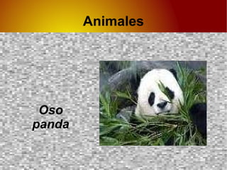 Animales Oso panda 