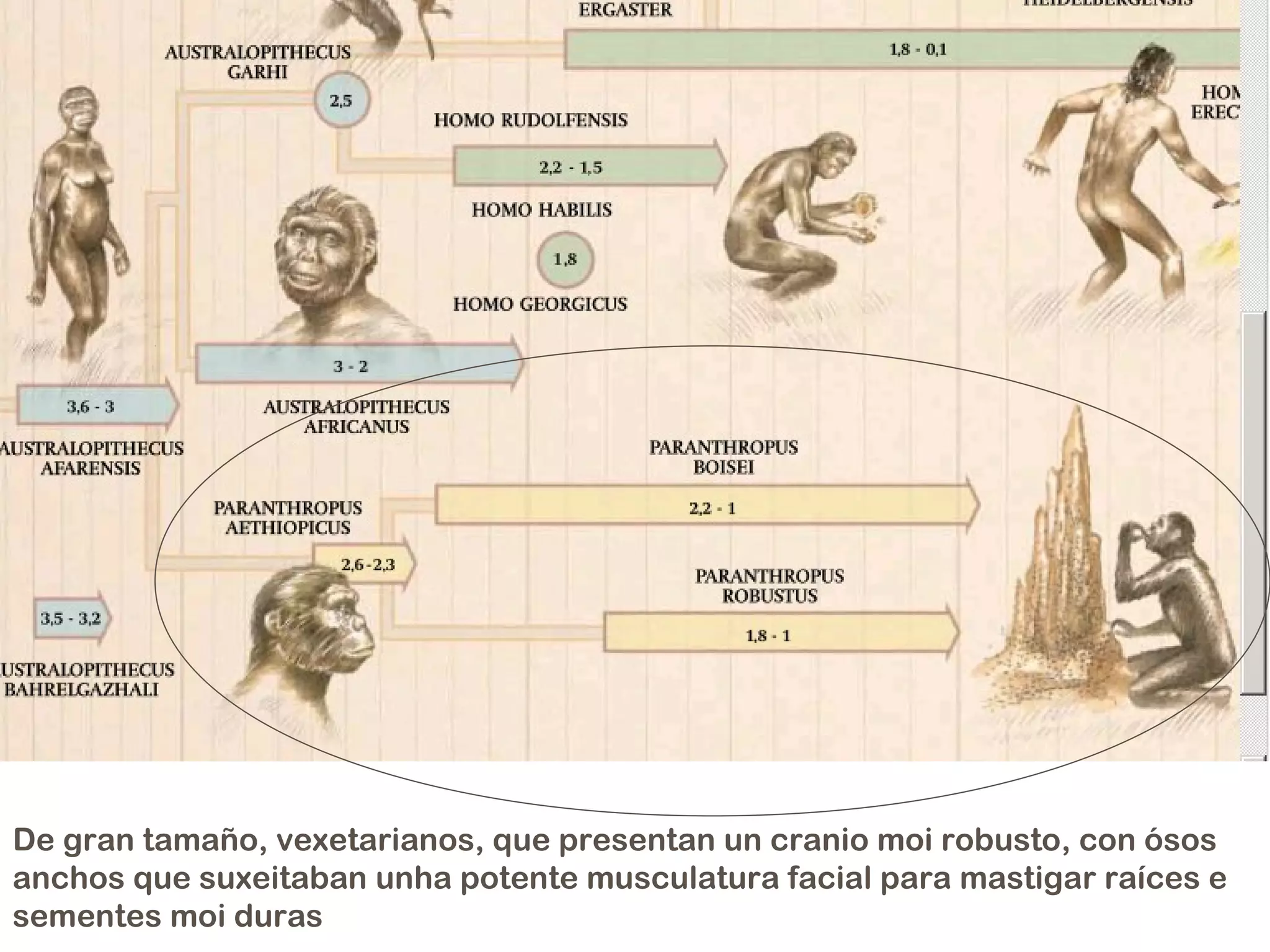 De gran tamaño, vexetarianos, que presentan un cranio moi robusto, con ósos 
anchos que suxeitaban unha potente musculatura facial para mastigar raíces e 
sementes moi duras 
 
