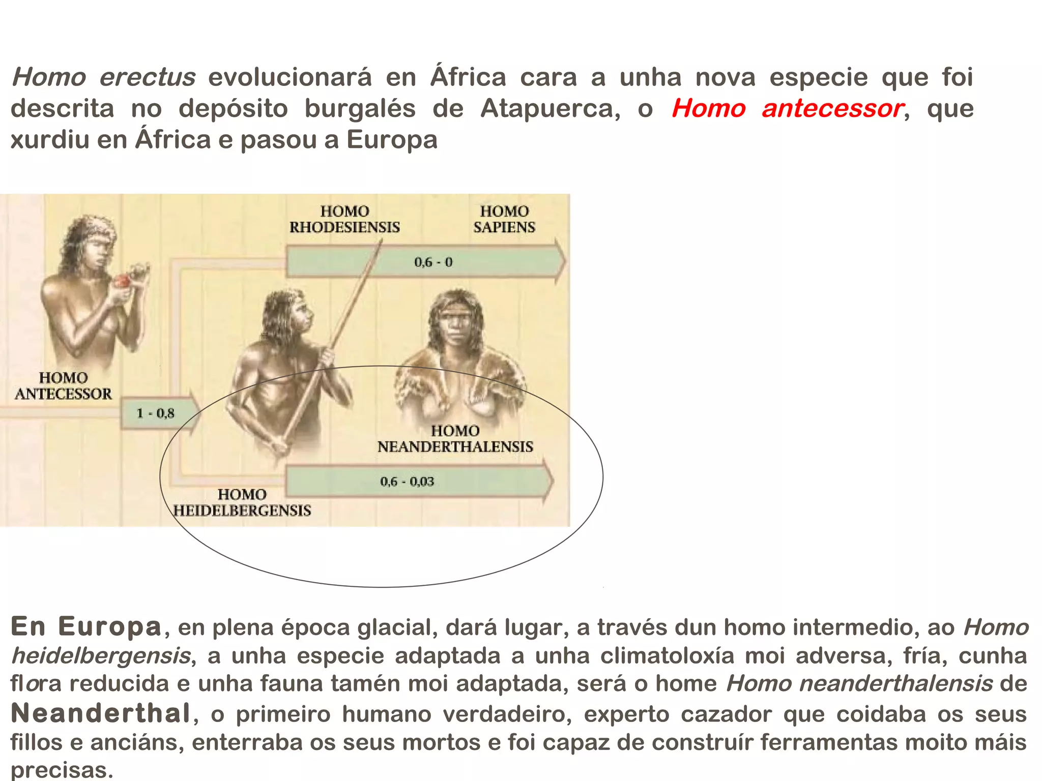 Homo erectus evolucionará en África cara a unha nova especie que foi 
descrita no depósito burgalés de Atapuerca, o Homo antecessor, que 
xurdiu en África e pasou a Europa 
En Europa, en plena época glacial, dará lugar, a través dun homo intermedio, ao Homo 
heidelbergensis, a unha especie adaptada a unha climatoloxía moi adversa, fría, cunha 
flora reducida e unha fauna tamén moi adaptada, será o home Homo neanderthalensis de 
Neanderthal , o primeiro humano verdadeiro, experto cazador que coidaba os seus 
fillos e anciáns, enterraba os seus mortos e foi capaz de construír ferramentas moito máis 
precisas. 
 