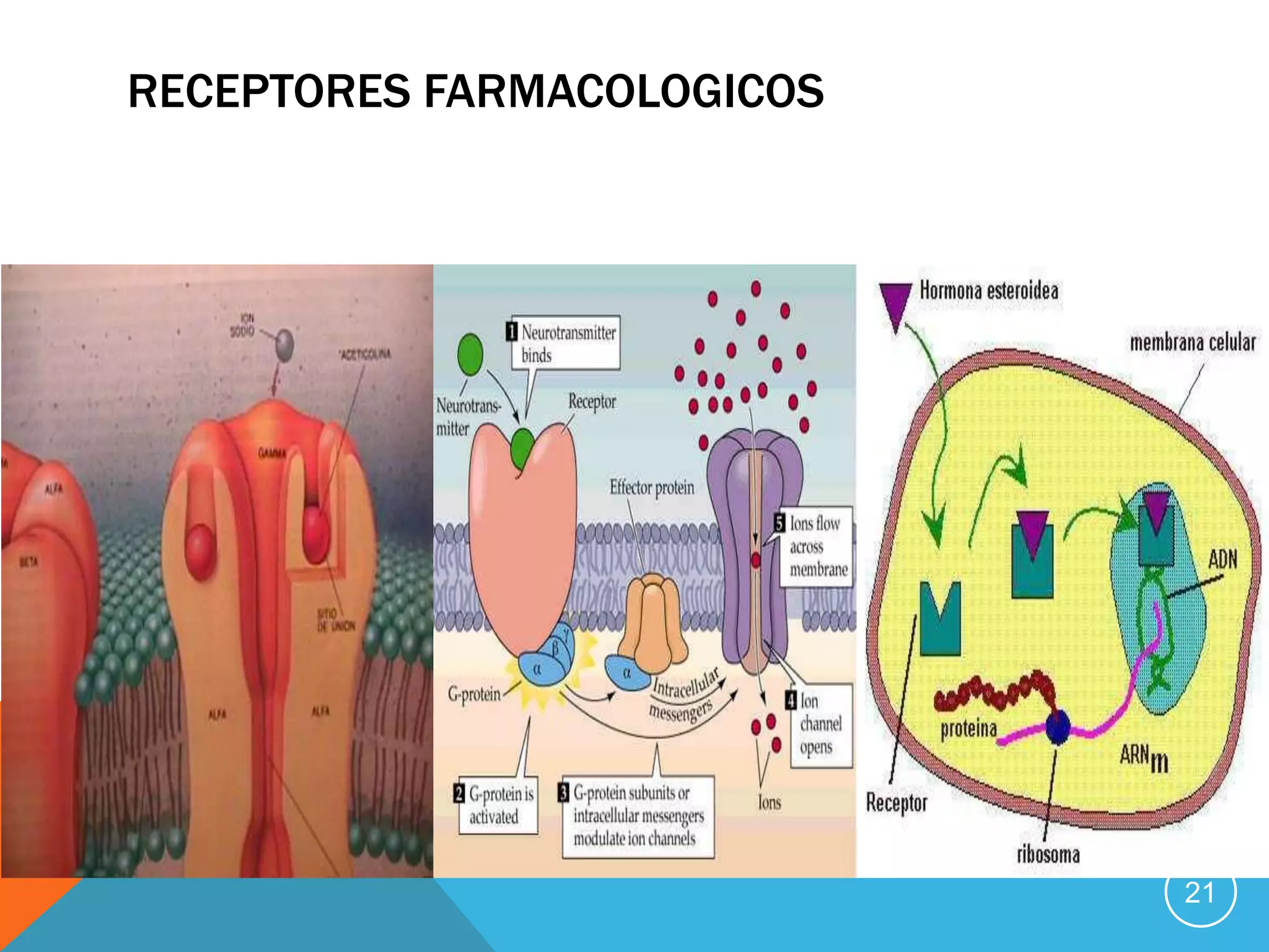 RECEPTORES FARMACOLOGICOS

21

 