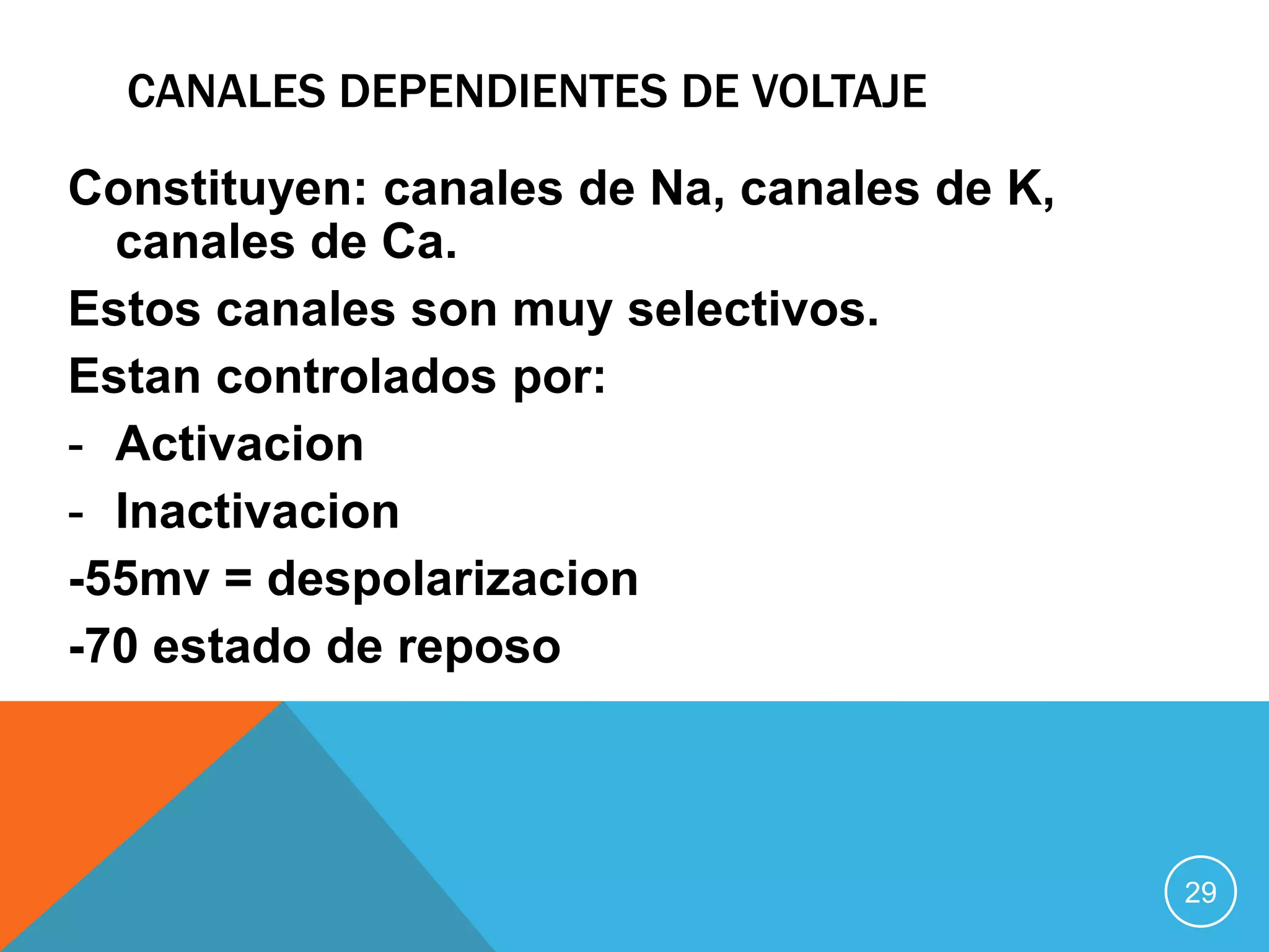 CANALES DEPENDIENTES DE VOLTAJE
Constituyen: canales de Na, canales de K,
canales de Ca.
Estos canales son muy selectivos.
Estan controlados por:
- Activacion
- Inactivacion
-55mv = despolarizacion
-70 estado de reposo

29

 