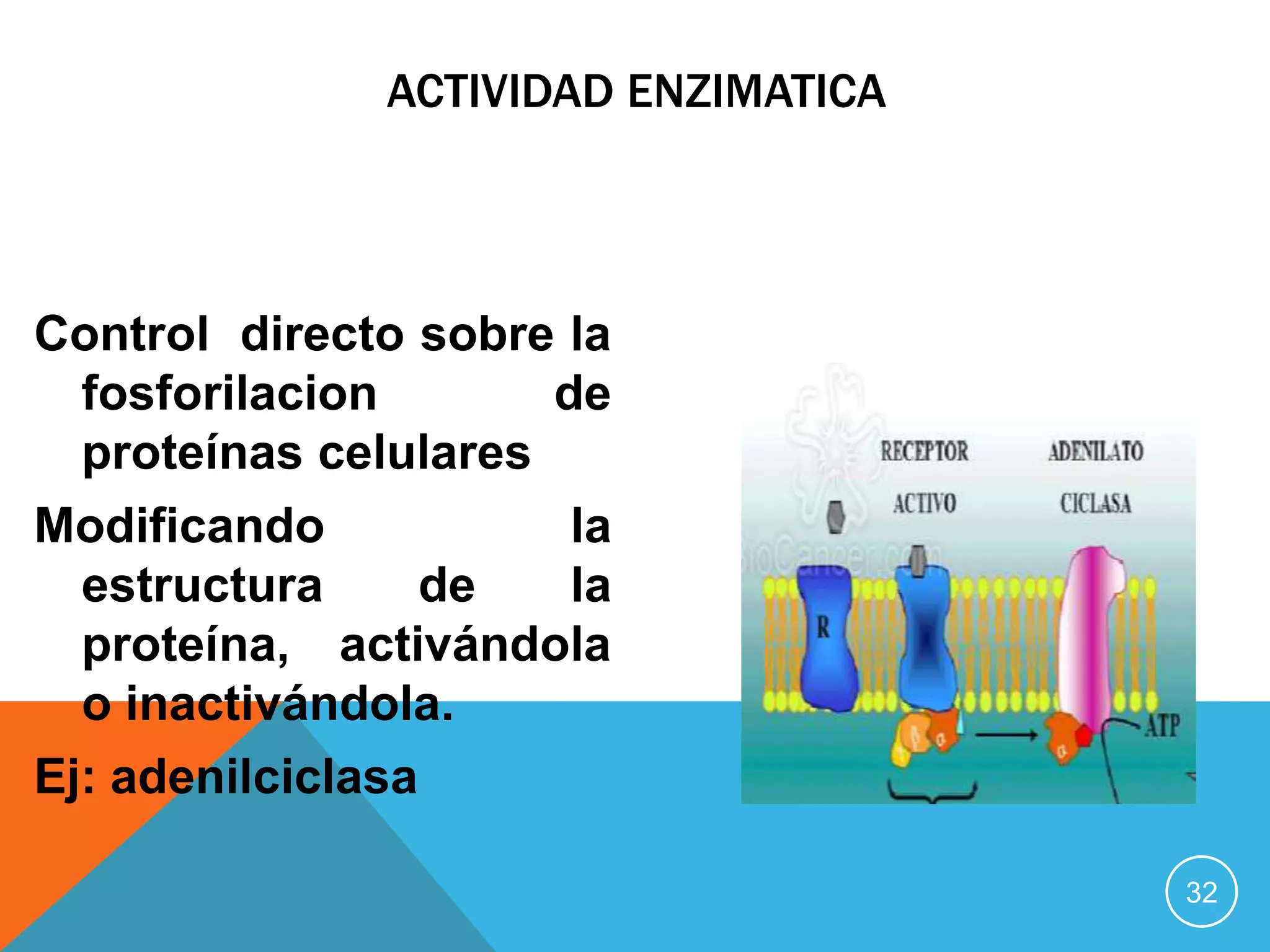 ACTIVIDAD ENZIMATICA

Control directo sobre la
fosforilacion
de
proteínas celulares
Modificando
la
estructura
de
la
proteína, activándola
o inactivándola.
Ej: adenilciclasa
32

 