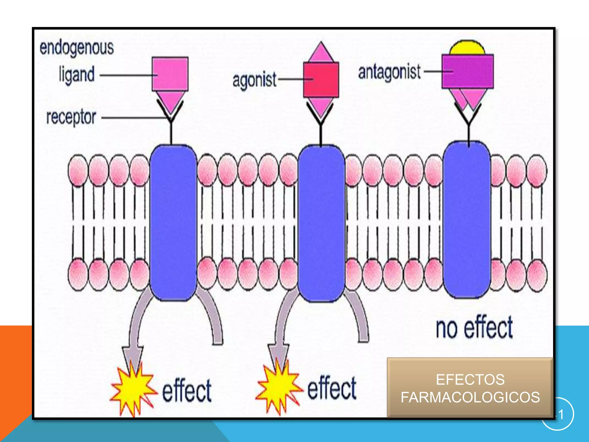 EFECTOS
FARMACOLOGICOS
41

 