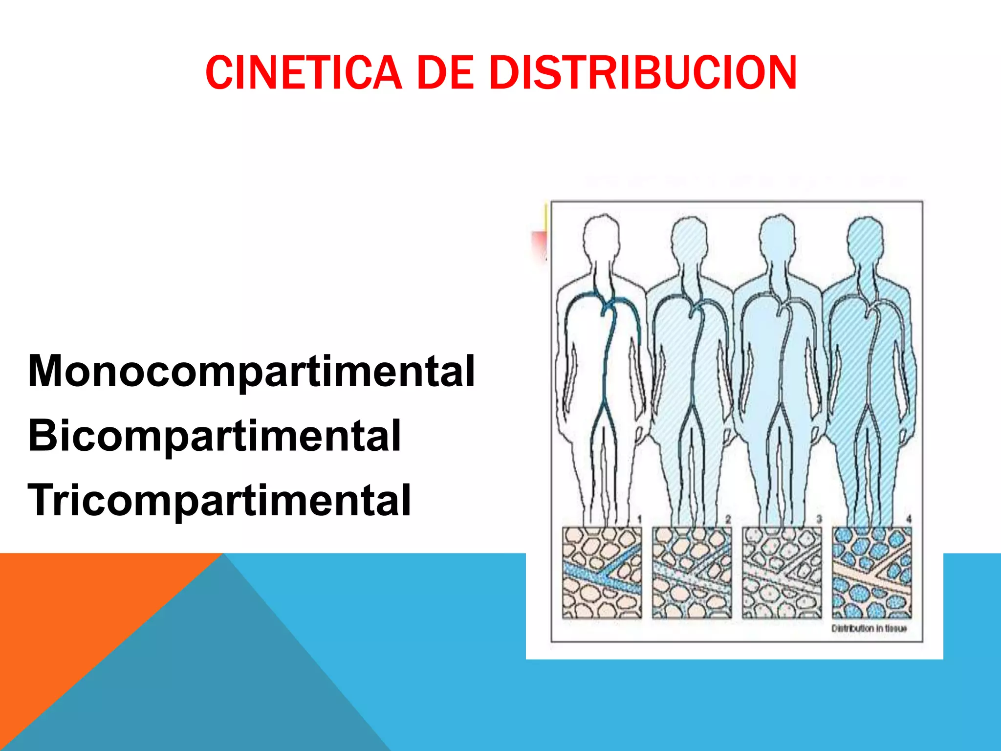 CINETICA DE DISTRIBUCION

Monocompartimental
Bicompartimental
Tricompartimental

 