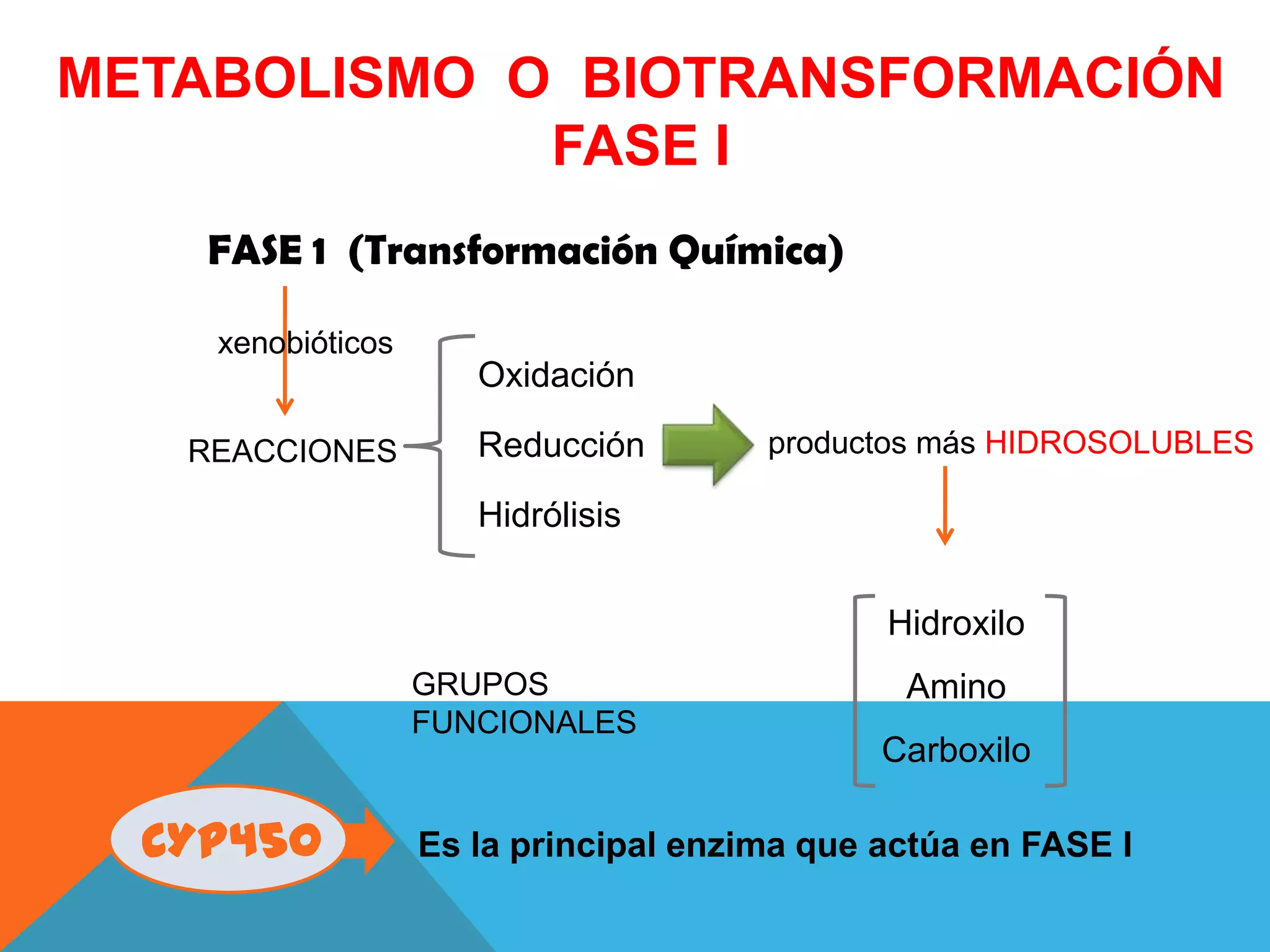 METABOLISMO O BIOTRANSFORMACIÓN
FASE I
FASE 1 (Transformación Química)
xenobióticos

Oxidación
REACCIONES

Reducción

productos más HIDROSOLUBLES

Hidrólisis
Hidroxilo
GRUPOS
FUNCIONALES

CYP450

Amino
Carboxilo

Es la principal enzima que actúa en FASE I

 