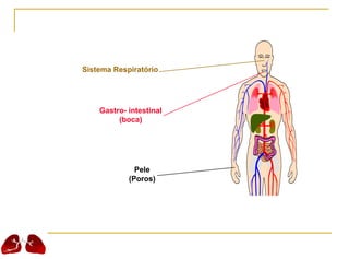 Sistema Respiratório
Gastro- intestinal
(boca)
Pele
(Poros)
 