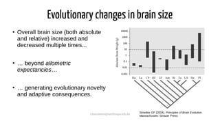 cmaximino@unifesspa.edu.br
Evolutionary changes in brain size
●
Overall brain size (both absolute
and relative) increased and
decreased multiple times...
●
… beyond allometric
expectancies…
●
… generating evolutionary novelty
and adaptive consequences.
Striedter GF (2004). Principles of Brain Evolution.
Massachusets: Sinauer Press.
 