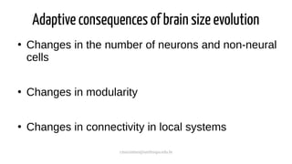 cmaximino@unifesspa.edu.br
Adaptive consequences of brain size evolution
●
Changes in the number of neurons and non-neural
cells
●
Changes in modularity
●
Changes in connectivity in local systems
 