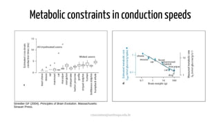 cmaximino@unifesspa.edu.br
Metabolic constraints in conduction speeds
Striedter GF (2004). Principles of Brain Evolution. Massachusets:
Sinauer Press.
 