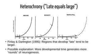cmaximino@unifesspa.edu.br
Heterochrony (“Late equals large”)
●
Finlay & Darlington (1995): Regions that develop “late” tend to be
larger.
●
Possible explanation: More developmental time generates more
“rounds” of neurogenesis.
 