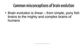 cmaximino@unifesspa.edu.br
Common misconceptions of brain evolution
●
Brain evolution is linear – from simple, puny fish
brains to the mighty and complex brains of
humans
 