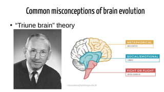 cmaximino@unifesspa.edu.br
Common misconceptions of brain evolution
●
“Triune brain” theory
 