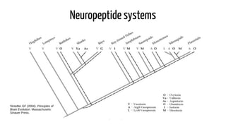 cmaximino@unifesspa.edu.br
Neuropeptide systems
Striedter GF (2004). Principles of
Brain Evolution. Massachusets:
Sinauer Press.
 