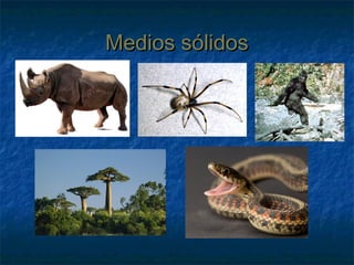 Medios sólidosMedios sólidos
 