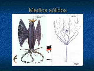 Medios sólidosMedios sólidos
 