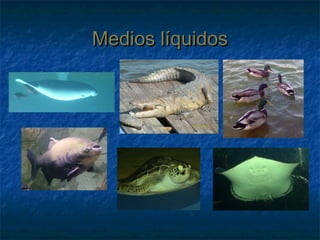 Medios líquidosMedios líquidos
 
