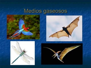 Medios gaseososMedios gaseosos
 