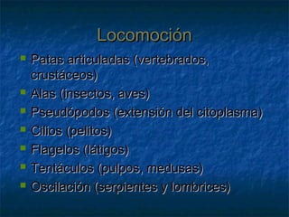 LocomociónLocomoción
 Patas articuladas (vertebrados,Patas articuladas (vertebrados,
crustáceos)crustáceos)
 Alas (insectos, aves)Alas (insectos, aves)
 Pseudópodos (extensión del citoplasma)Pseudópodos (extensión del citoplasma)
 Cilios (pelitos)Cilios (pelitos)
 Flagelos (látigos)Flagelos (látigos)
 Tentáculos (pulpos, medusas)Tentáculos (pulpos, medusas)
 Oscilación (serpientes y lombrices)Oscilación (serpientes y lombrices)
 