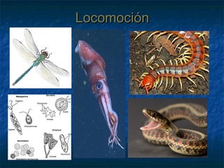 LocomociónLocomoción
 