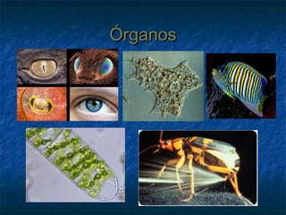 ÓrganosÓrganos
 