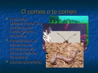 O comes o te comenO comes o te comen
 Autótrofos:Autótrofos:
obtienen todos susobtienen todos sus
nutrientes delnutrientes del
medio (plantas,medio (plantas,
bacterias)bacterias)
 Heterótrofos: seHeterótrofos: se
alimentan dealimentan de
procariotes y/oprocariotes y/o
otros eucariotesotros eucariotes
(animales)(animales)
 DescomponedoresDescomponedores
 