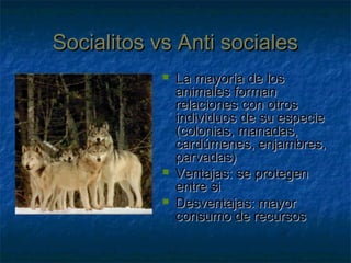 Socialitos vs Anti socialesSocialitos vs Anti sociales
 La mayoría de losLa mayoría de los
animales formananimales forman
relaciones con otrosrelaciones con otros
individuos de su especieindividuos de su especie
(colonias, manadas,(colonias, manadas,
cardúmenes, enjambres,cardúmenes, enjambres,
parvadas)parvadas)
 Ventajas: se protegenVentajas: se protegen
entre sientre si
 Desventajas: mayorDesventajas: mayor
consumo de recursosconsumo de recursos
 