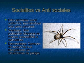 Socialitos vs Anti socialesSocialitos vs Anti sociales
 Otro animales vivenOtro animales viven
solitarios, reuniéndosesolitarios, reuniéndose
solo para procrearsolo para procrear
 Ventajas: UnaVentajas: Una
población dispersa espoblación dispersa es
menos susceptible amenos susceptible a
epidemiasepidemias
 Desventajas: CarecenDesventajas: Carecen
de apoyo de susde apoyo de sus
congéneres encongéneres en
situaciones de peligrosituaciones de peligro
 