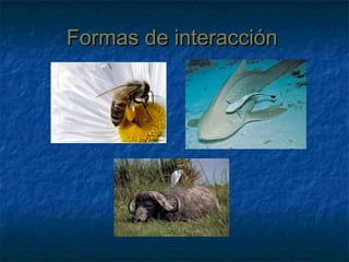 Formas de interacciónFormas de interacción
 