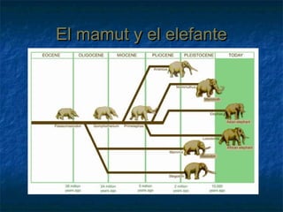 El mamut y el elefanteEl mamut y el elefante
 