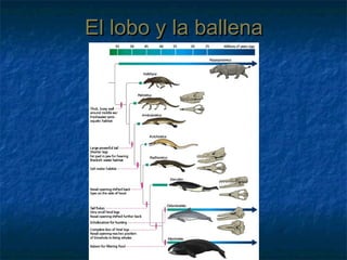 El lobo y la ballenaEl lobo y la ballena
 