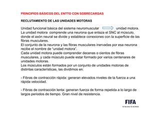 PRINCIPIOS BÁSICOS DEL ENTTO CON SOBRECARGAS
RECLUTAMIENTO DE LAS UNIDADES MOTORAS
Unidad funcional básica del sistema neuromuscular unidad motora.
La unidad motora comprende una neurona que enlaza el SNC al músculo,
donde el axón neural se divide y establece conexiones con la superficie de las
fibras musculares.
El conjunto de la neurona y las fibras musculares inervadas por esa neurona
recibe el nombre de “unidad motora”.
Cada unidad motora puede comprender decenas o cientos de fibras
musculares, y cada músculo puede estar formado por varios centenares de
unidades motoras.
Los músculos están formados por un conjunto de unidades motoras de
distintas características, las dividimos en:
- Fibras de contracción rápida: generan elevados niveles de la fuerza a una
rápida velocidad.
- Fibras de contracción lenta: generan fuerza de forma repetida a lo largo de
largos periodos de tiempo. Gran nivel de resistencia.
 