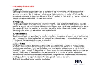 FUNCIONES MUSCULARES
-Agonistas.
Son los principales responsables de la realización del movimiento. Pueden desarrollar
grandes momentos de giro contra resistencia y efectúan la mayor parte del trabajo. Se
encuentran situados en gran medida en la dirección principal de tracción y ofrecen trayectos
de acortamiento adecuados para el movimiento..
-Sinergistas.
También participan dinámicamente en el movimiento, pero cumplen más bien una función
auxiliar y, en correspondencia, producen momentos de giro menores y efectúan menor parte
del trabajo. El paso de agonista a sinergista es fluido; sería más exacto hablar de la parte
de trabajo efectuada por el músculo correspondiente.
.M
-Estabilizadores.
Estabilizan el cuerpo, garantizan el mantenimiento de la postura, protegen las articulaciones
y son capaces de absorber las fuerzas que actúan sobre el cuerpo produciendo poca carga.
Trabajan de forma isométrica o poco dinámica.
.M
-Antagonistas.
Efectúan la acción directamente contrapuesta a los agonistas. Durante la realización de
movimientos regulares y muy controlados, sólo acompañan pasivamente el movimiento
(inhibición antagonista). En la realización de movimientos muy dinámicos ayudan a proteger
las articulaciones o la vuelta rápida de la extremidad a su punto de partida. Al realizar
movimientos concéntricos/concéntricos como en un sprint o en determinados movimientos
en el agua, tanto los agonistas como los antagonistas actúan de forma
dinámica alternativamente en cada repetición.
 