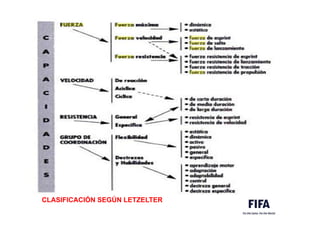 CLASIFICACIÓN SEGÚN LETZELTER
 