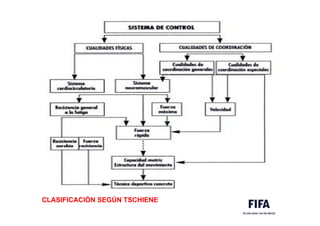 CLASIFICACIÓN SEGÚN TSCHIENE
 